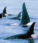 orcas