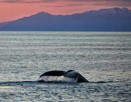 Alaska islands, whales, glaciers