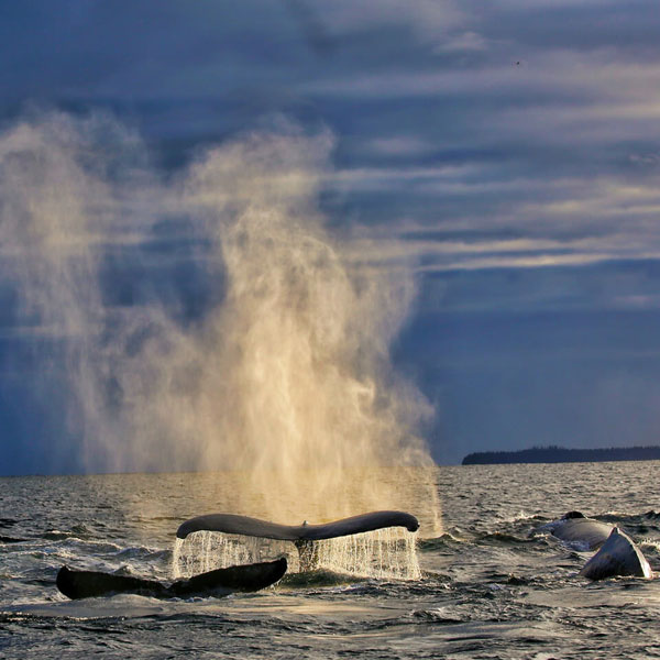 Alaska’s Glacier Bay and Island Adventure