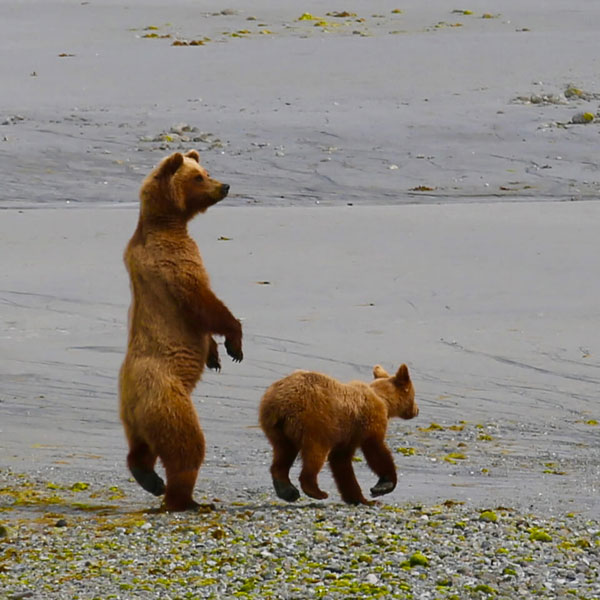 Ultimate Glacier Bay, Wilderness and Wildlife