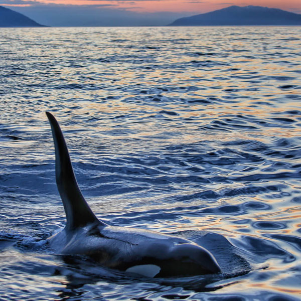 Ultimate Glacier Bay, Wilderness, & Wildlife