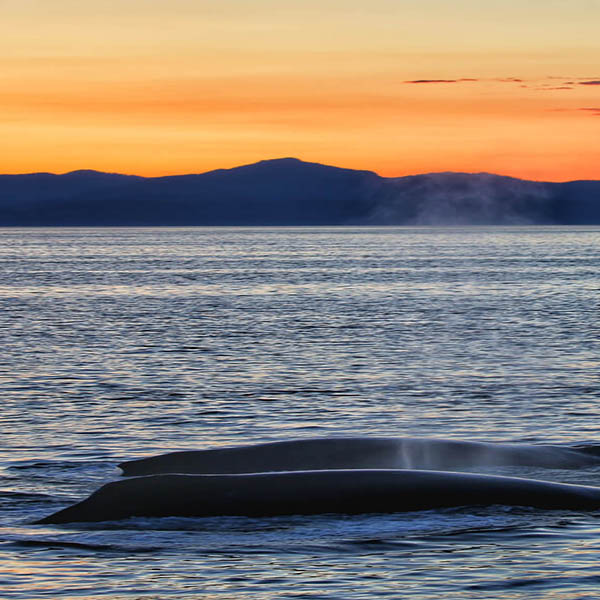 Alaskan Dream Cruises Remote Alaska