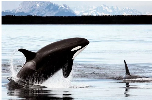 Hurtigruten Alaska  Cruises