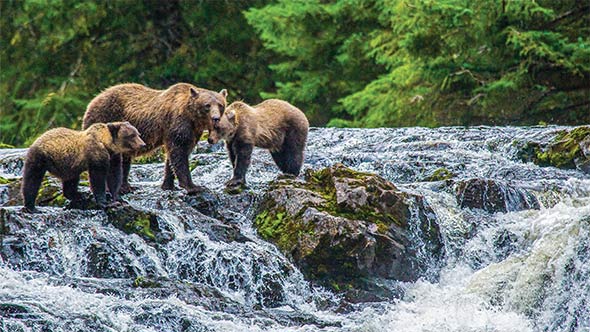 National Geographic Treasurers of the Inside Passage