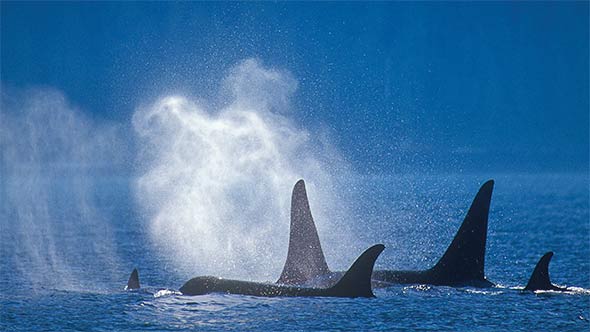 Lindblad Wild Alaska Escape